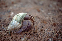 Coenobita brevimanus