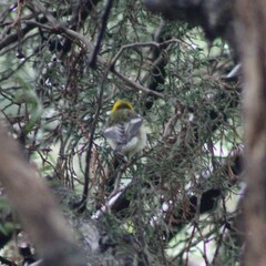 Setophaga occidentalis