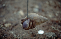 Coenobita brevimanus