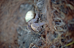 Coenobita brevimanus