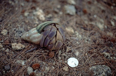 Coenobita brevimanus