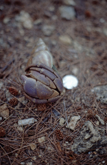 Coenobita brevimanus