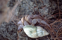 Coenobita brevimanus