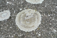 Protoparmeliopsis muralis