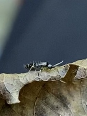 Tomocerinae