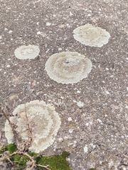 Protoparmeliopsis muralis