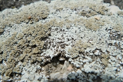 Protoparmeliopsis muralis