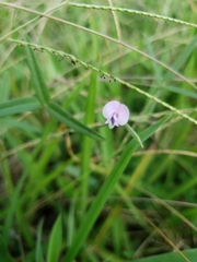 Strophostyles leiosperma