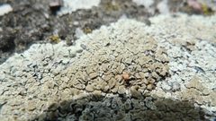 Protoparmeliopsis muralis