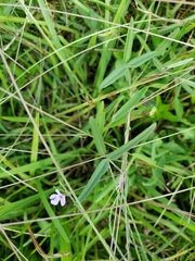 Strophostyles leiosperma