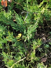Juniperus