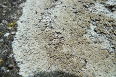 Protoparmeliopsis muralis