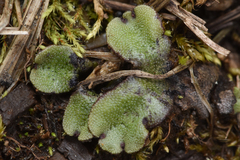 Marchantia