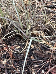 Bouteloua gracilis