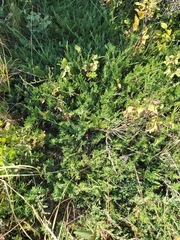 Juniperus