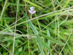 Strophostyles leiosperma