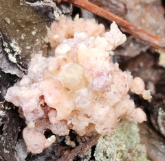 Sebacina sparassoidea