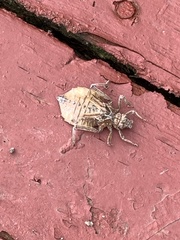 Gomphidae