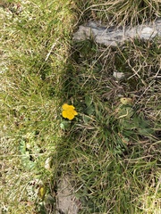 Geum montanum