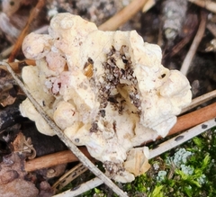 Sebacina sparassoidea