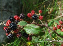 Rubus