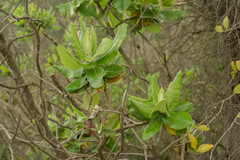 Acrisione denticulata