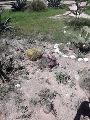 Kroenleinia grusonii