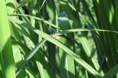 Conocephalus ictus