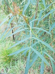 Polyscias sambucifolia