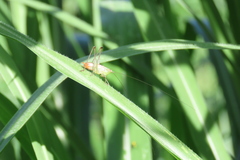Conocephalus ictus
