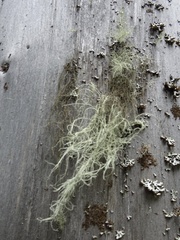 Usnea dasopoga