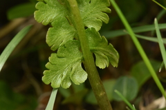 Botrychium pinnatum