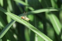 Conocephalus ictus