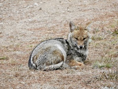 Lycalopex gymnocercus