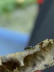 Tomocerinae