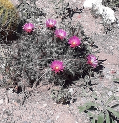 Coryphantha macromeris