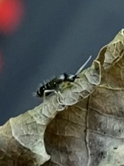 Tomocerinae