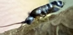 Tomocerinae