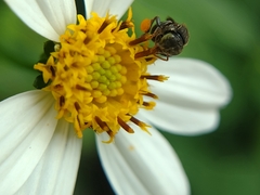 Nannotrigona perilampoides