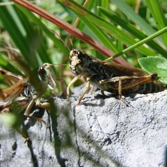 Gomphocerus sibiricus sibiricus