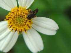 Nannotrigona perilampoides