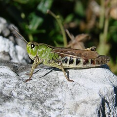 Gomphocerus sibiricus sibiricus