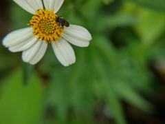 Nannotrigona perilampoides