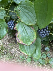 Smilax lasioneura