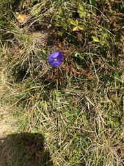 Campanula scheuchzeri