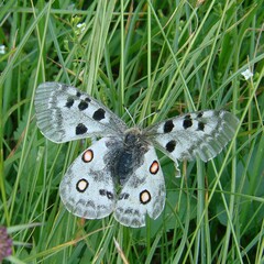 Parnassius apollo