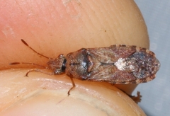 Orsillus depressus
