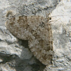 Entephria caesiata