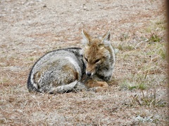 Lycalopex gymnocercus