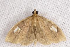 Perispasta caeculalis